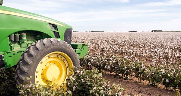 Turkish cotton fields - organic farming